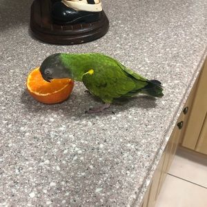 Meet your Posher, Dania